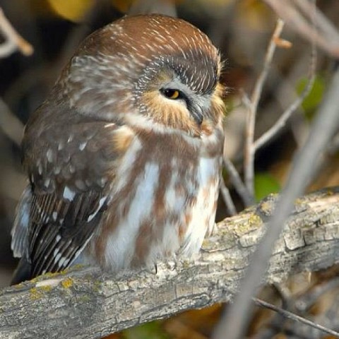 tiny owl in tree