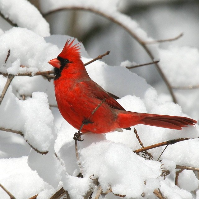 Can you name the SEVEN states for which the #cardinal is the official ...