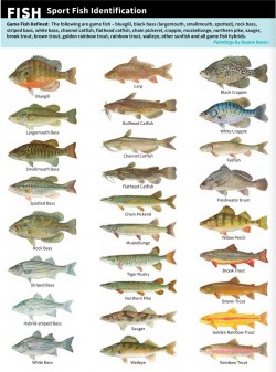 poster with various fish species