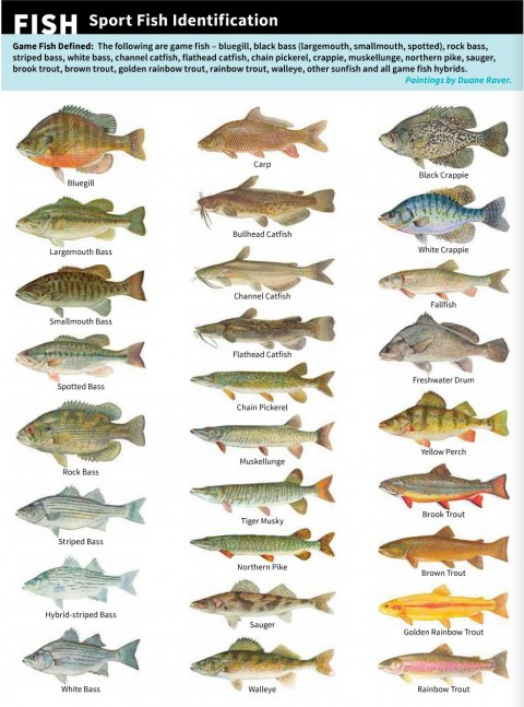 Fish Species In West Virginia - Unique Fish Photo