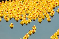 Numerous rubber duckies