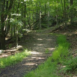 walking trail through the green forest 