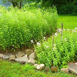 period plants growing at Pricketts Fort State Park