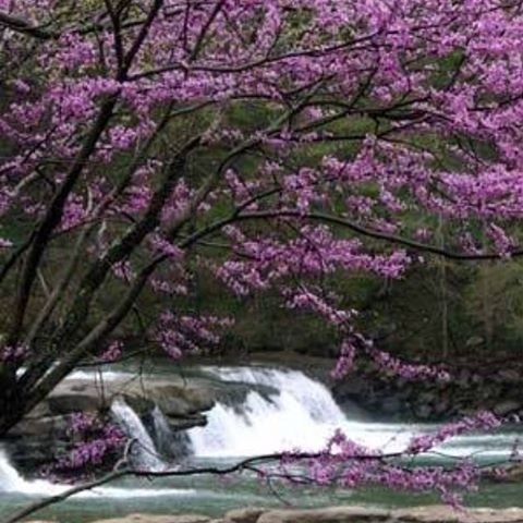 blooming trees by waterfall