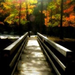 a wooden bridge with fall leaves at the end of the birdge