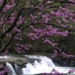 pink blooming tree overlooking a waterfall
