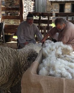 2 men shearing sheep