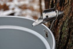 Maple syrup tap