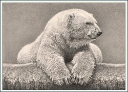 drawing of polar bear