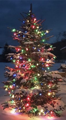 pine tree covered with snow and mixed colored lights