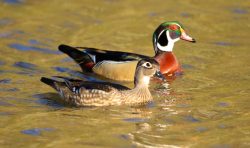 two colorful wood ducks swimming in a river