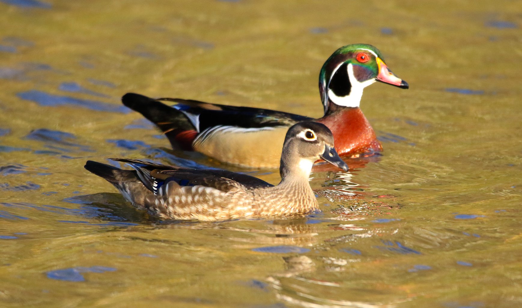 two colorful wood ducks swimming in a river