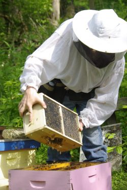 Man in white bee suit lifting a hive out of a box