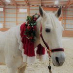 white horse wearing a Christmas wreath of red and green