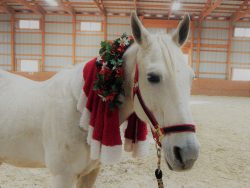 white horse wearing a Christmas wreath of red and green