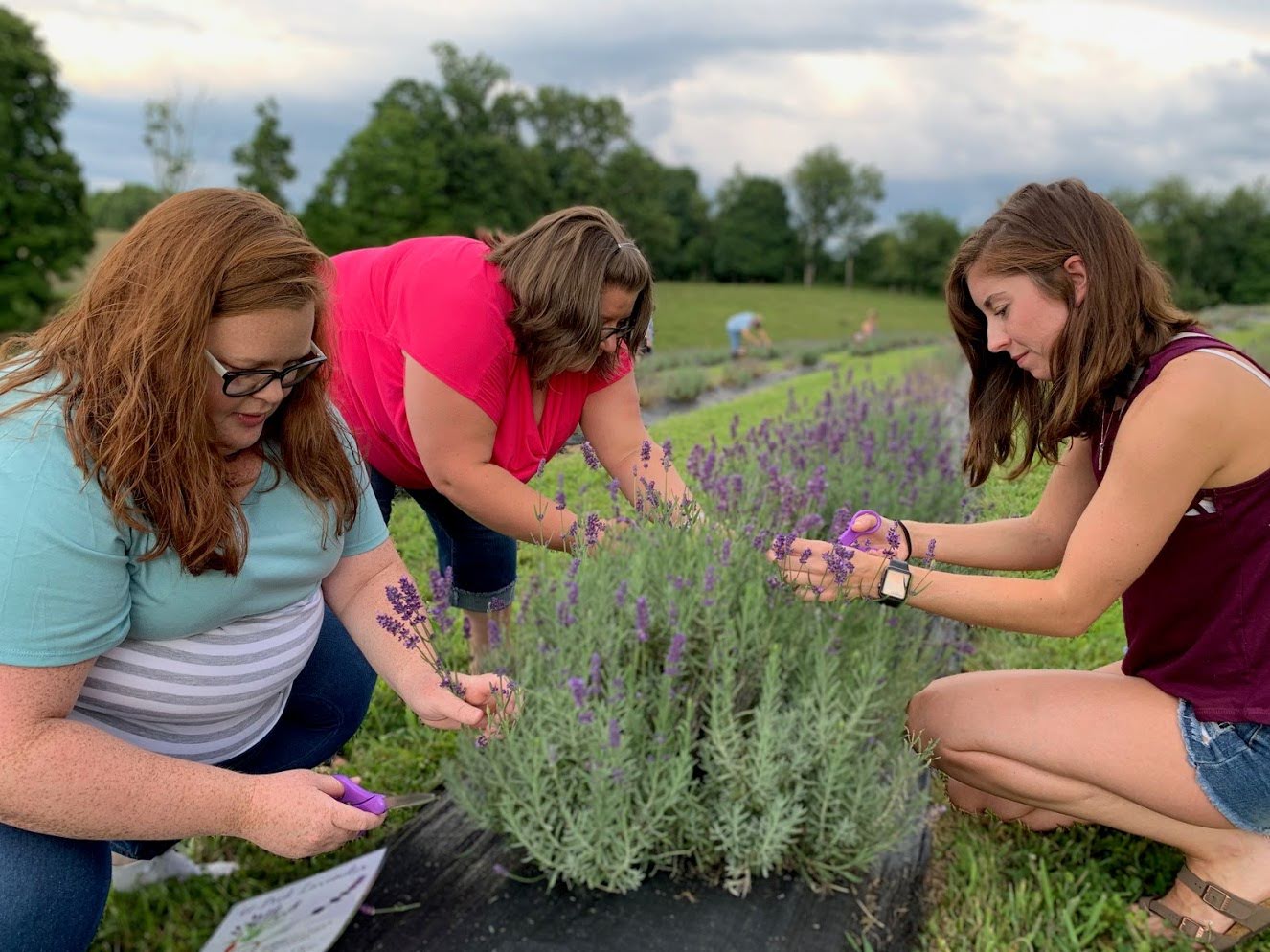 three girls cutting lavender