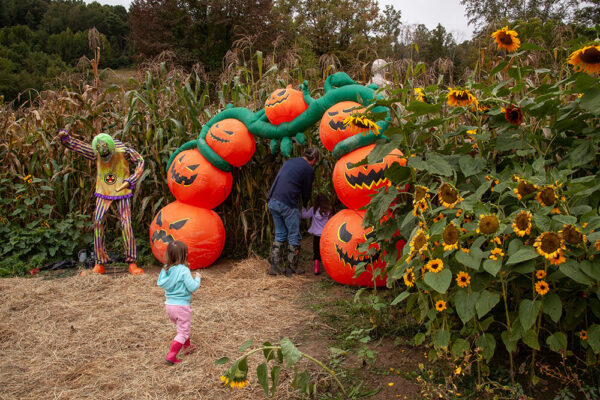 Photo of child at Halloween sunflower patch